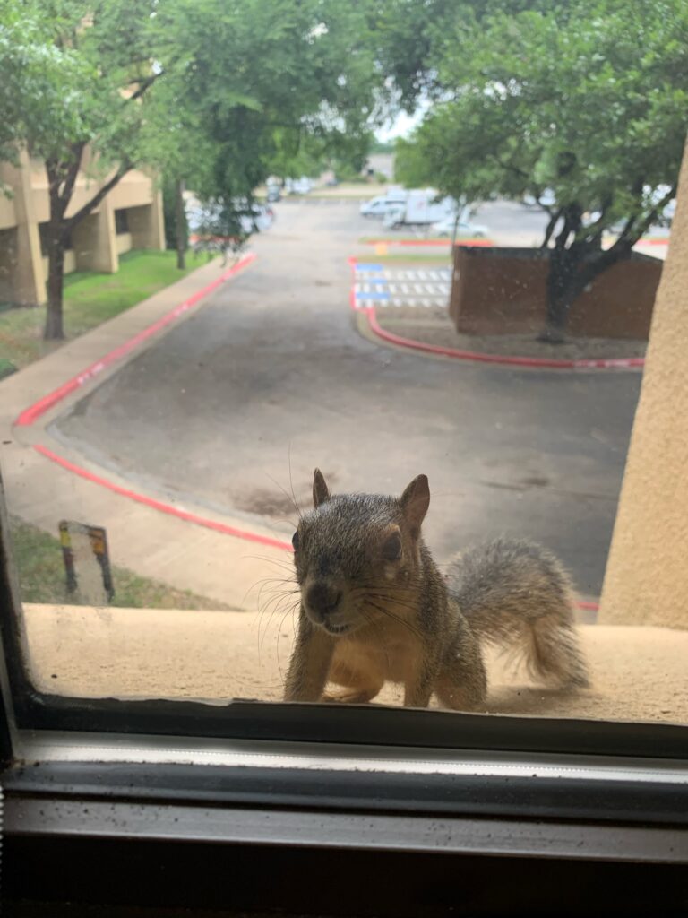 safety squirrel